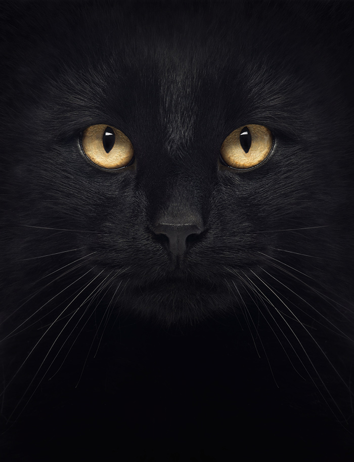 Black cat with yellow eyes