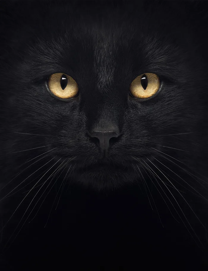 Black cat with yellow eyes