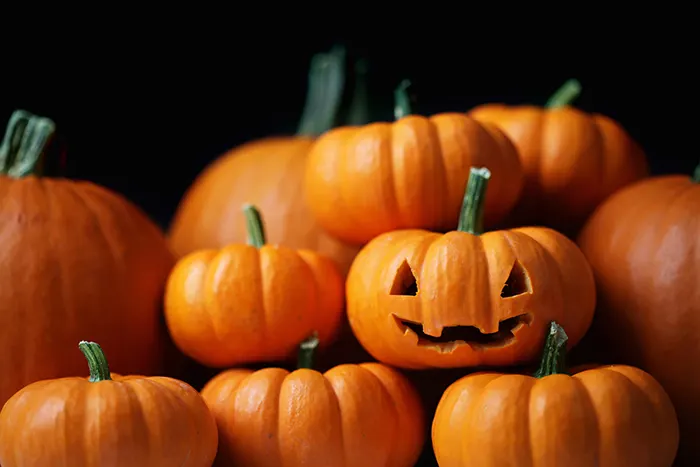 Orange pumpkins during Halloween