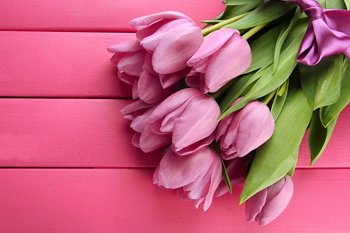 Pink tulips, flowers