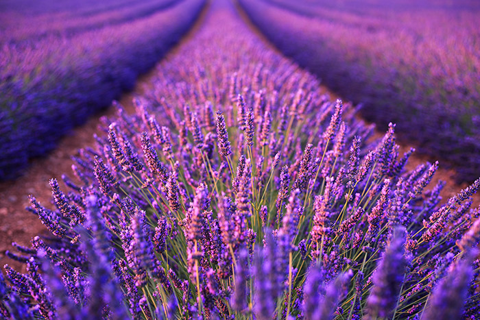 Purple lavender field