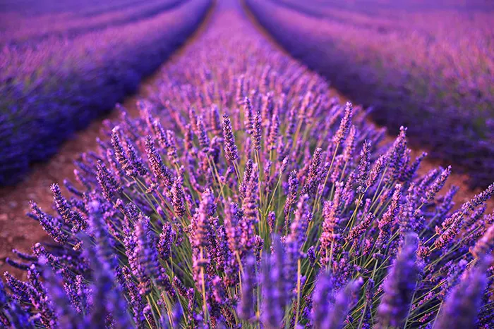 125 Things That Are Purple in Nature - Color Meanings