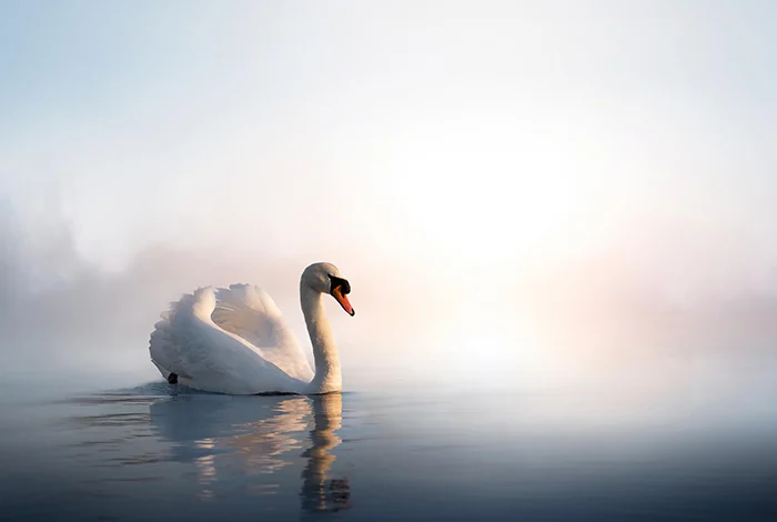 White swan in foggy lake