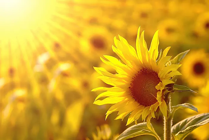 Yellow means life, sunflowers