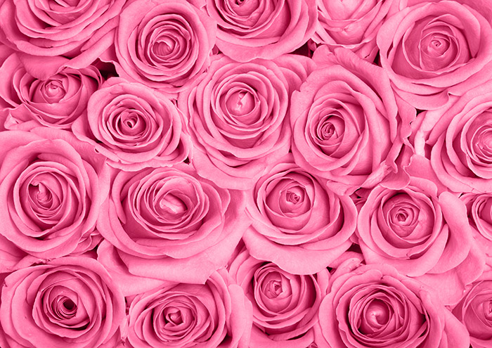 Pink roses