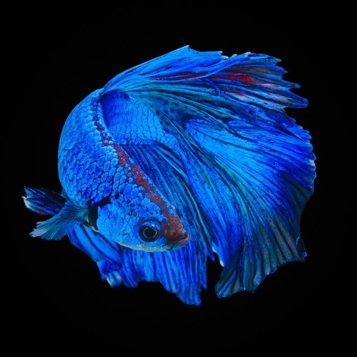 Blue betta fish