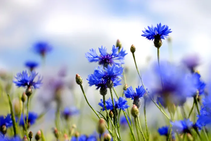 Blue cornflowers