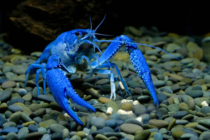 Blue crayfish