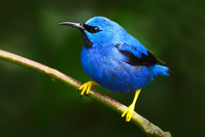 Blue dacnis