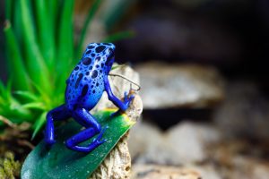 Blue Things: 101 Things That Are Blue in Nature (2024) • Colors Explained