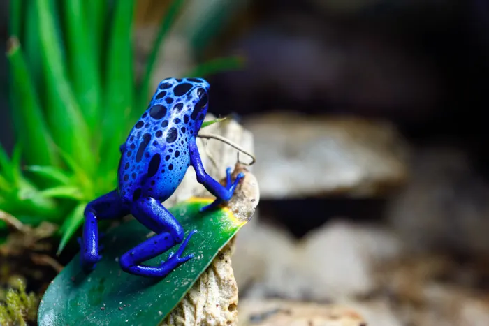 Blue dart frog