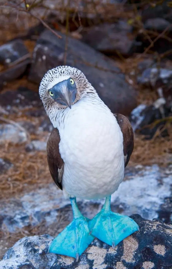 Blue footed booby