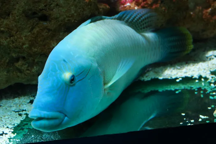 Blue humphead wrasse