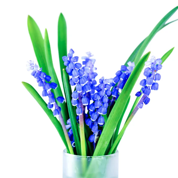 Blue hyacinths