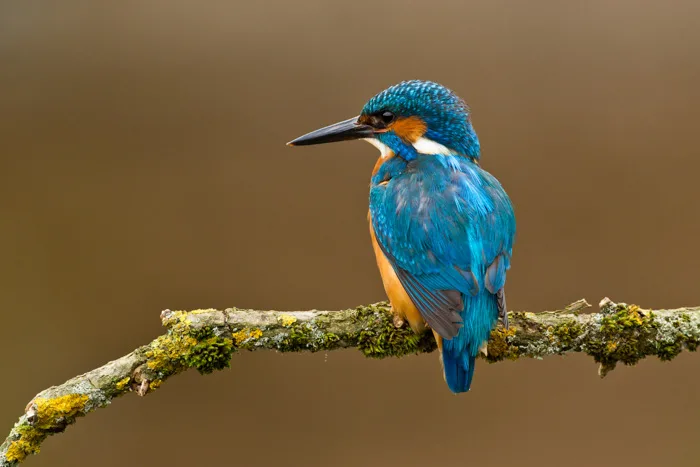 Blue Kingfisher