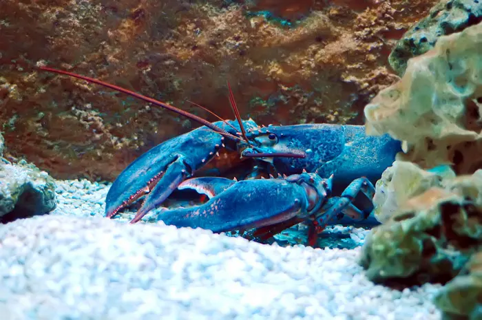 Blue lobster