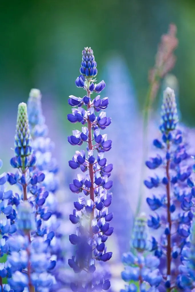 Blue lupine