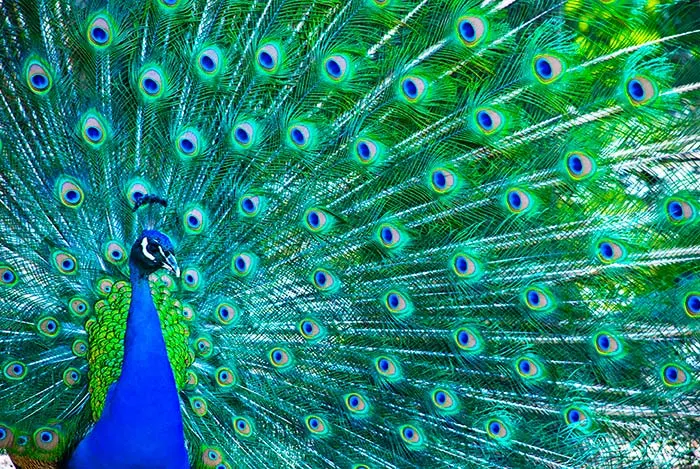 Peacock