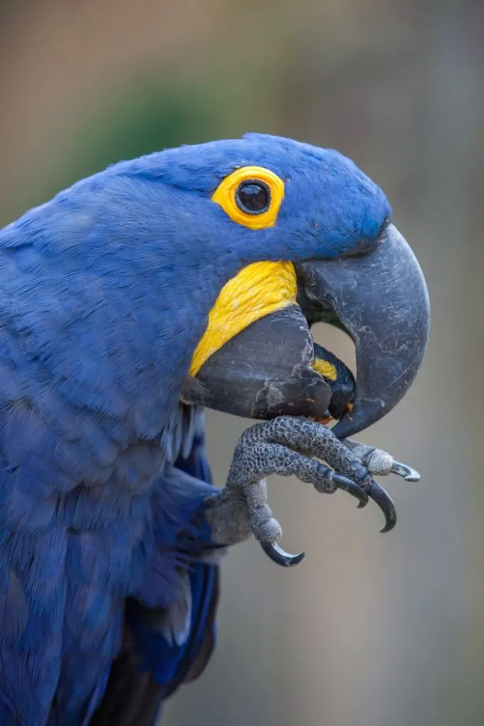 Hyacinth macaw