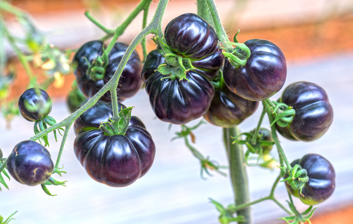 Indigo tomatoes