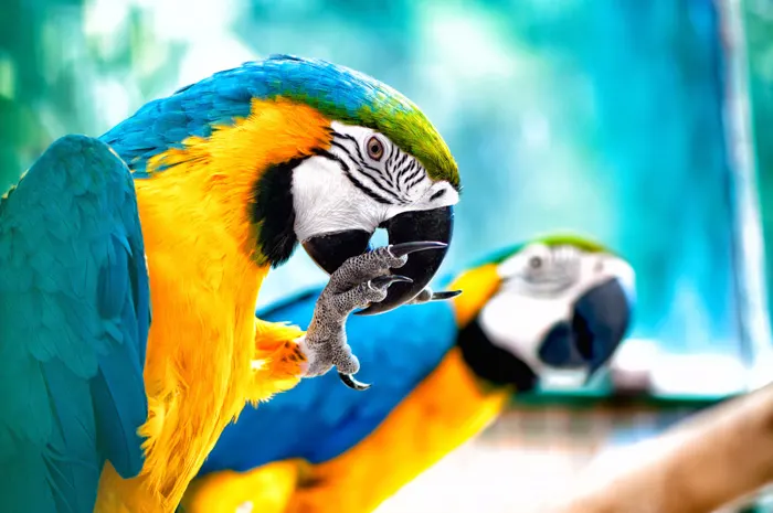 Blue and yellow macaw