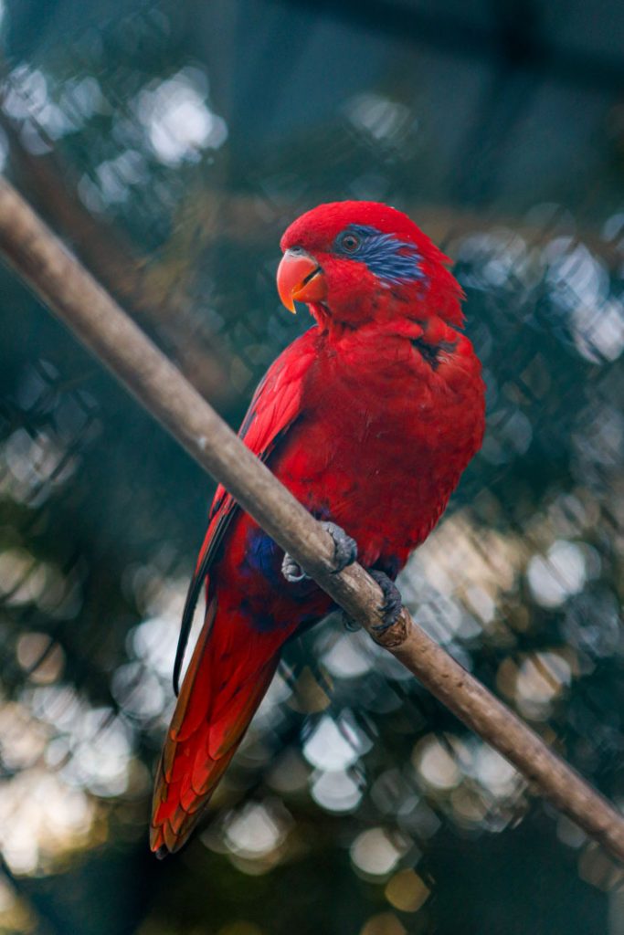 Parrot red lory