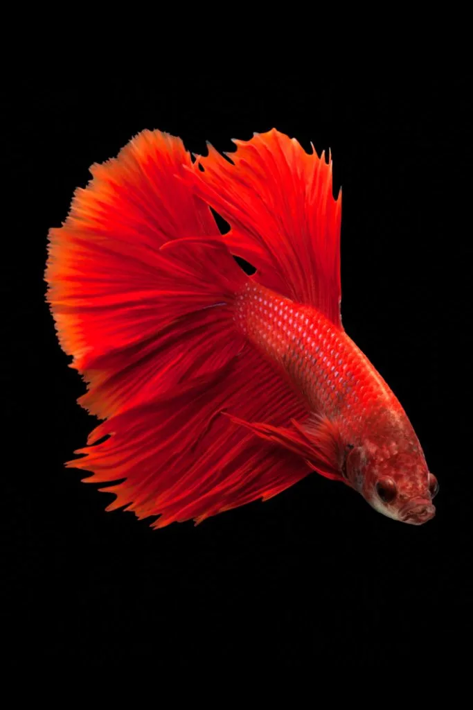 Siamese fighting fish