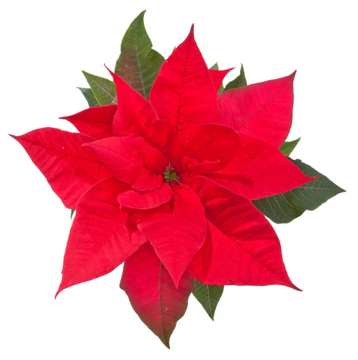 Poinsettia flower