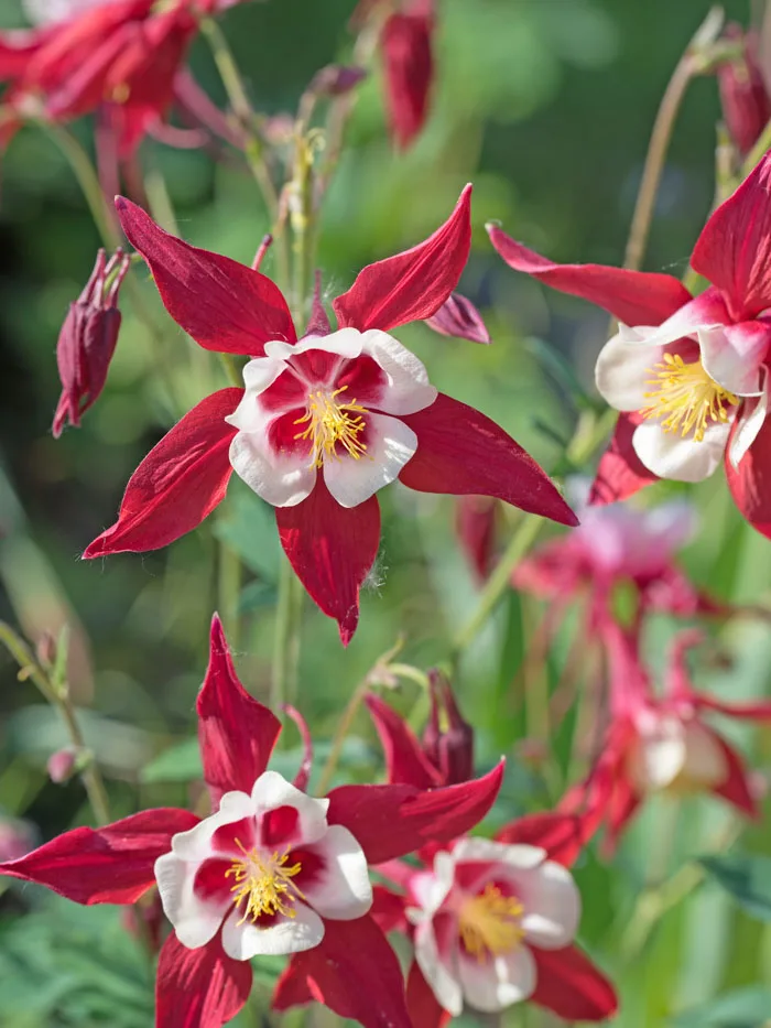 Red columbine