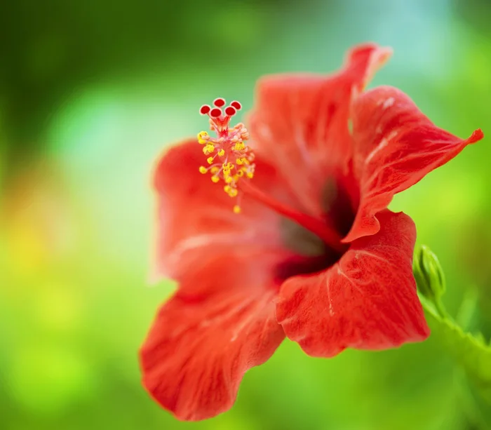 Hibiscus Flower