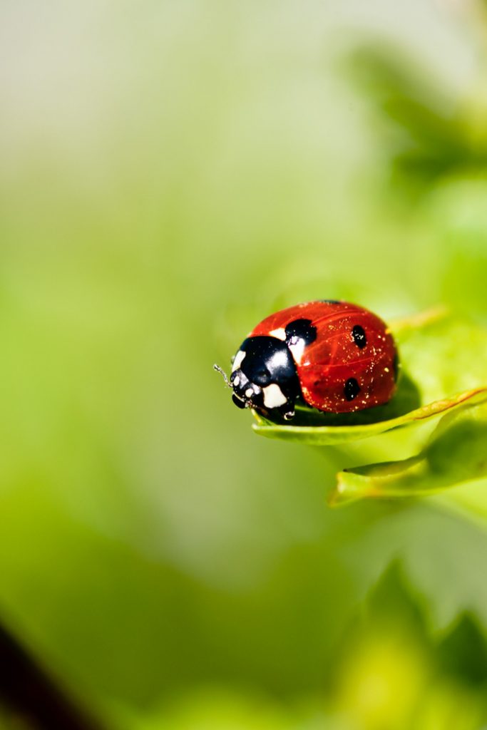 Ladybug