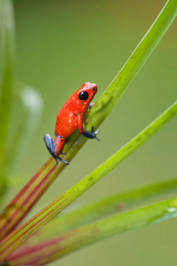 Red poison dart frog