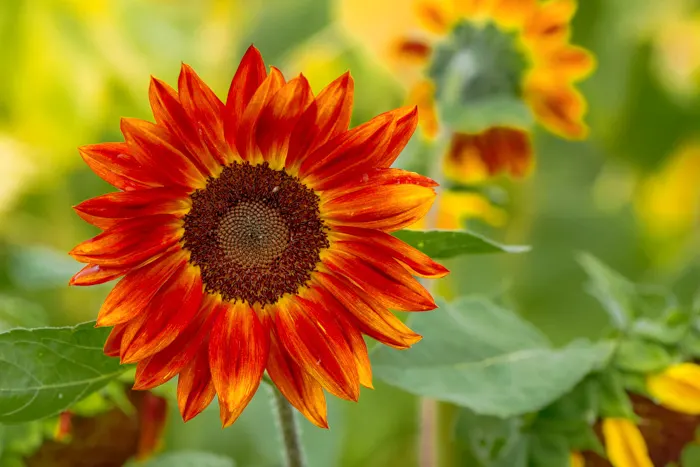 Red sunflowers