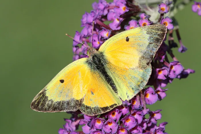 Clouded Sulphur