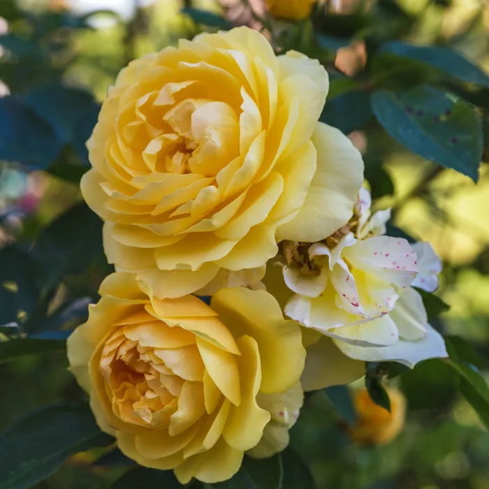 Meaning of the yellow rose