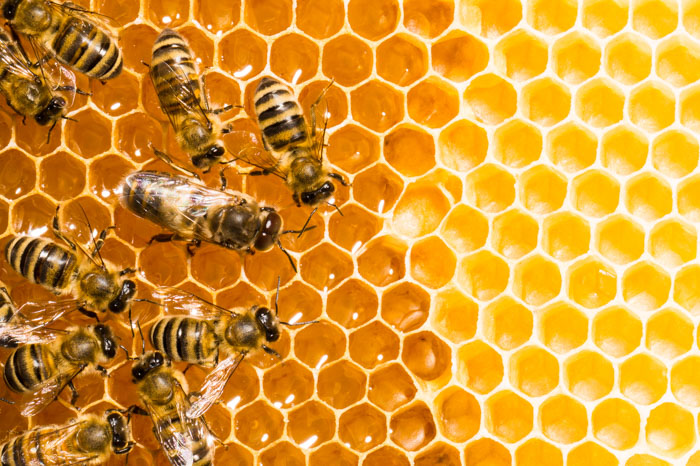 Bees on honeycomb