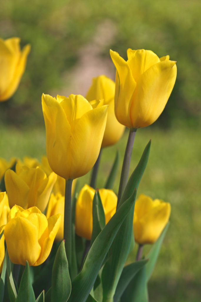 Yellow tulip