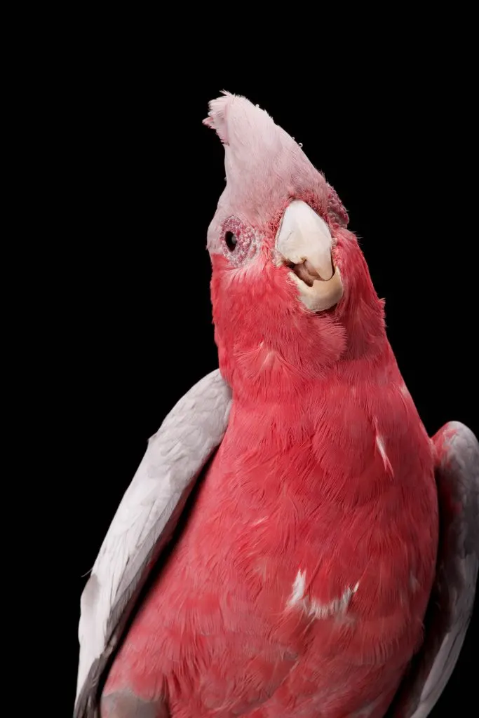 Pink rose-breasted cockatoo