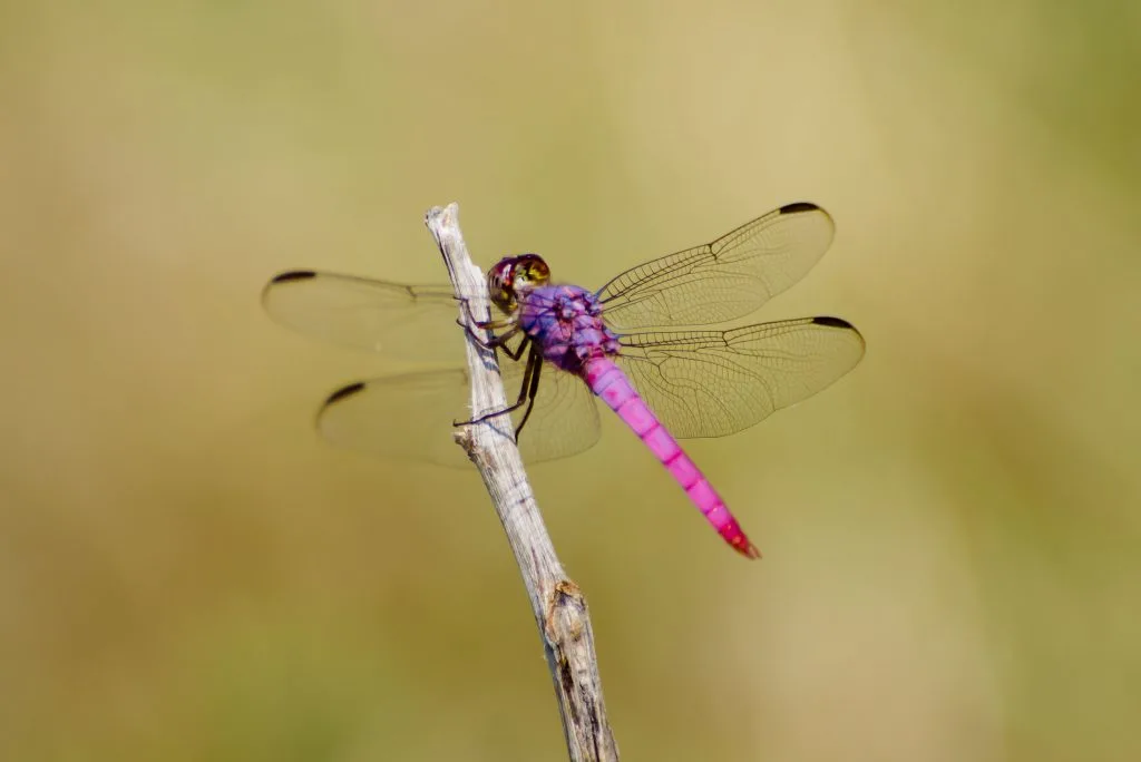 Pink roseate skimmer, a dragonfly