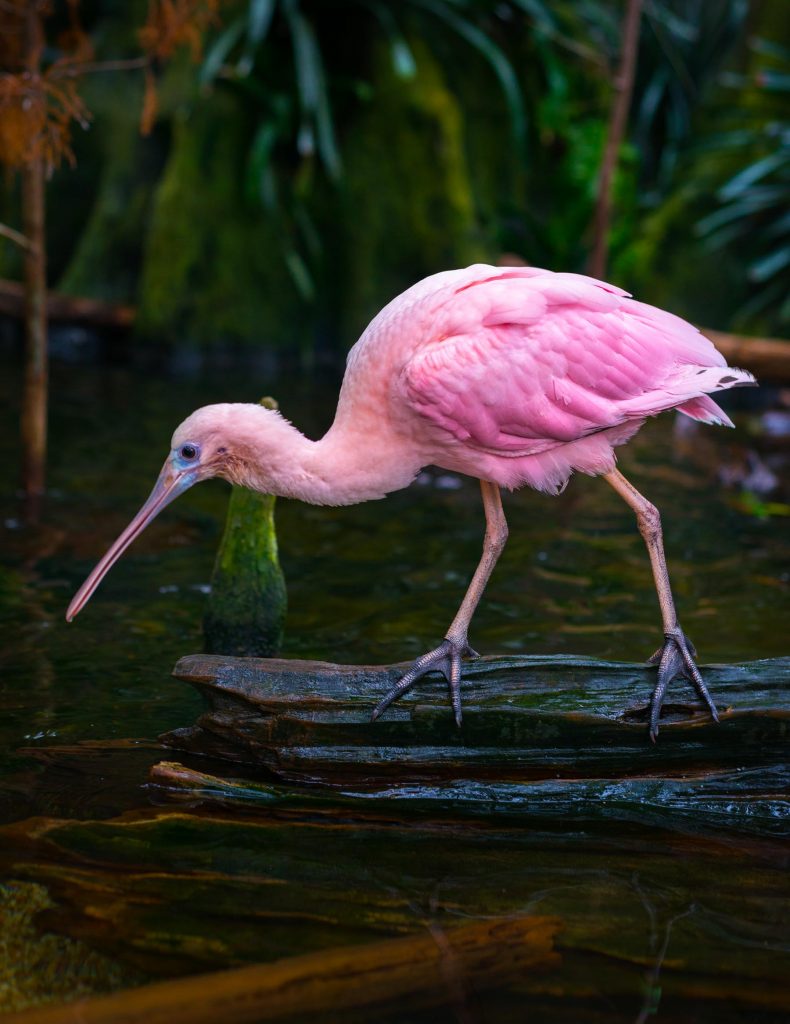 Pink Roseate spoonbill