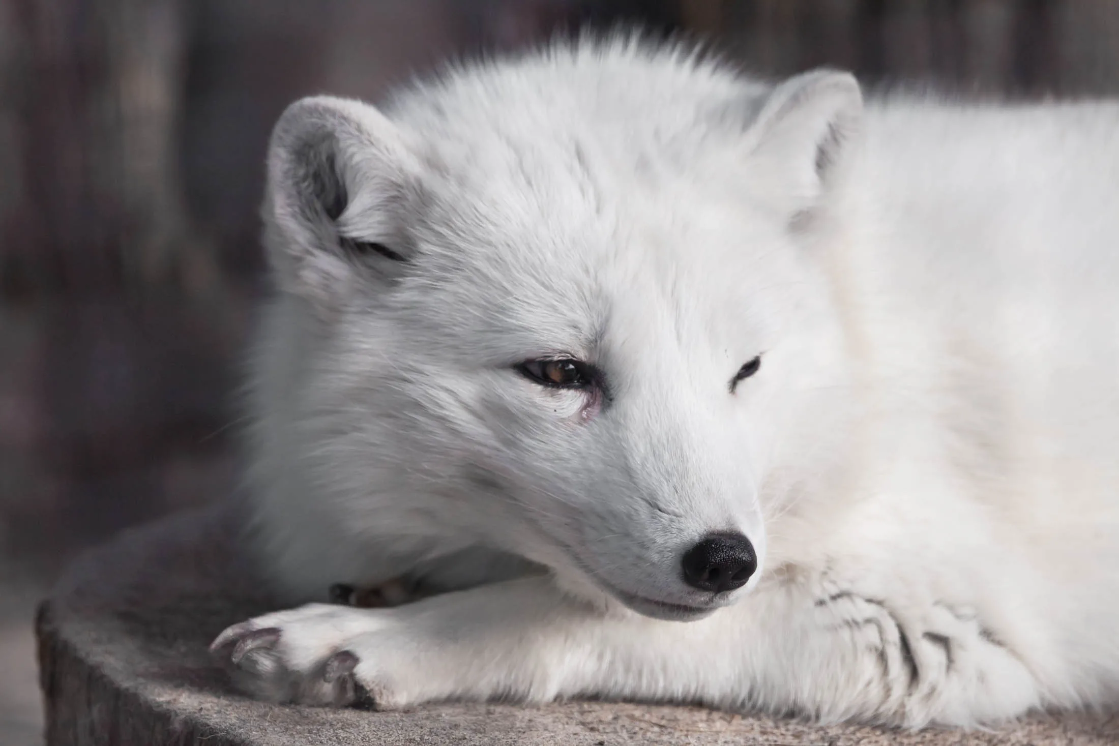 White Artic fox