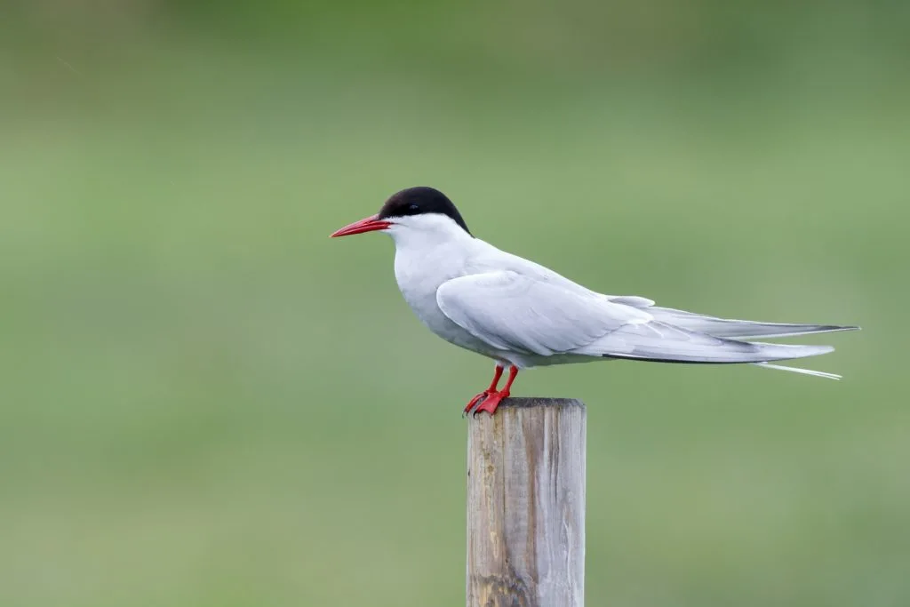 White Artic tern