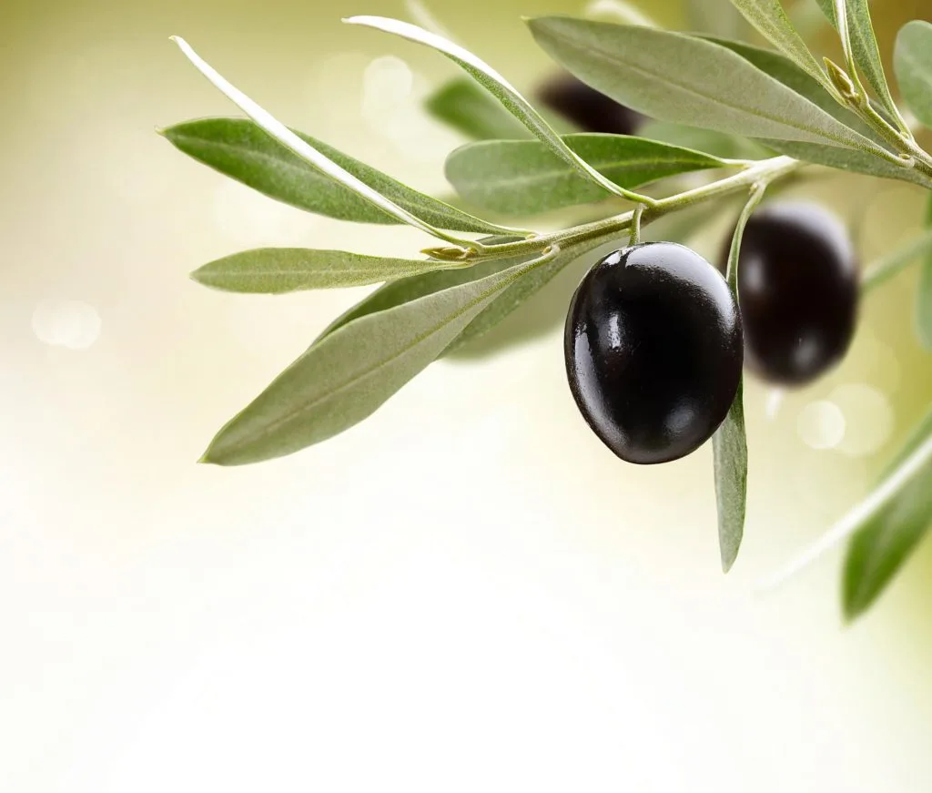 Black olive