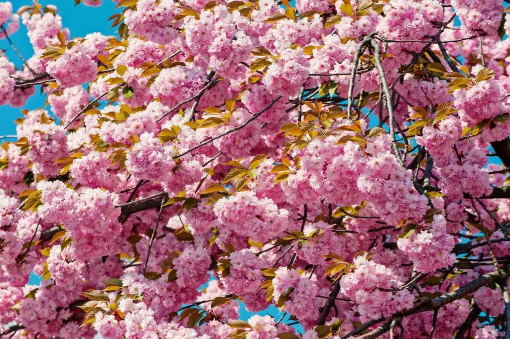 Pink cherry blossoms