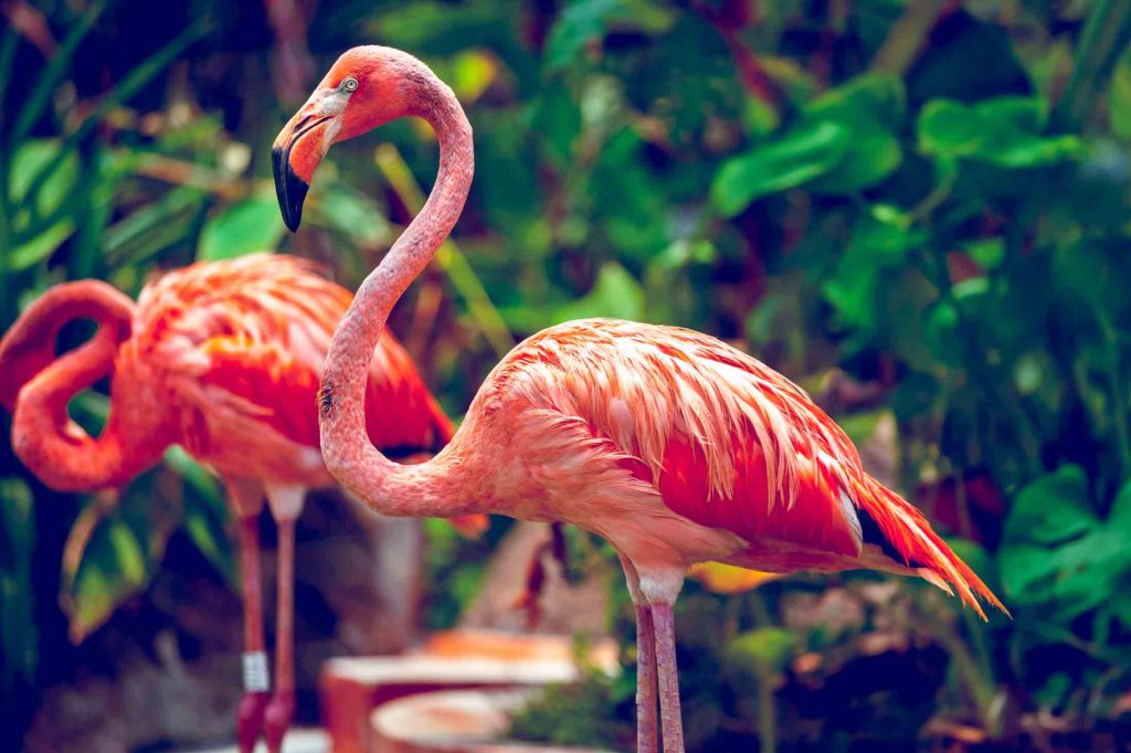 Pink Flamingo