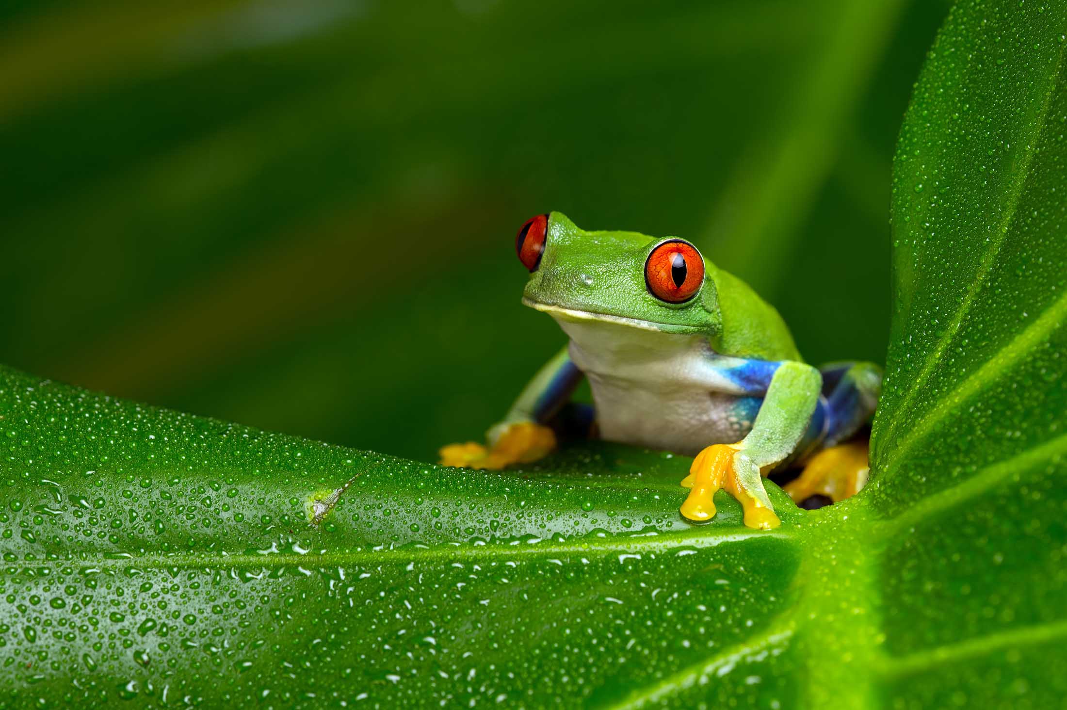 Red-eyed Amazon tree frog