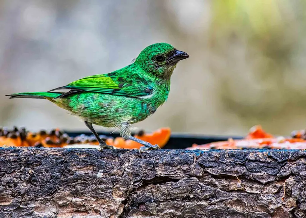 Tangara bird