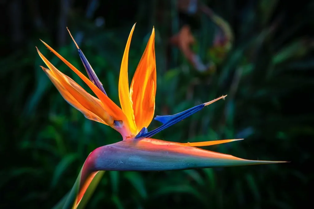 Bird of Paradise Plant in Full Bloom