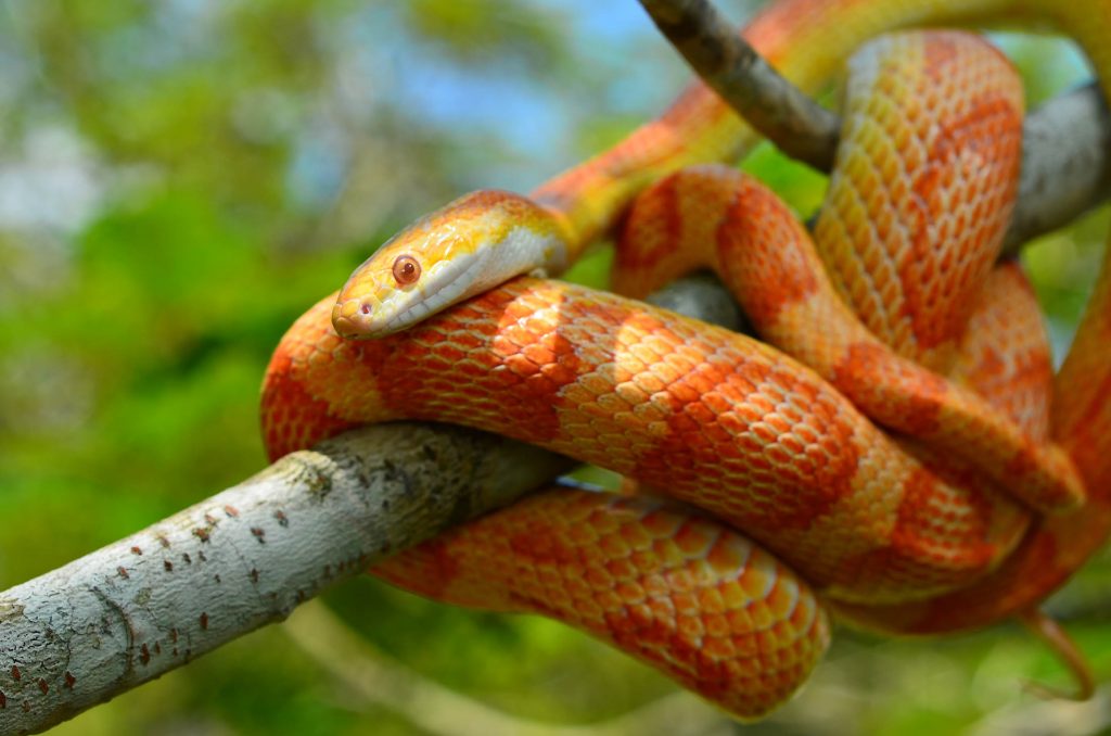 Corn snake