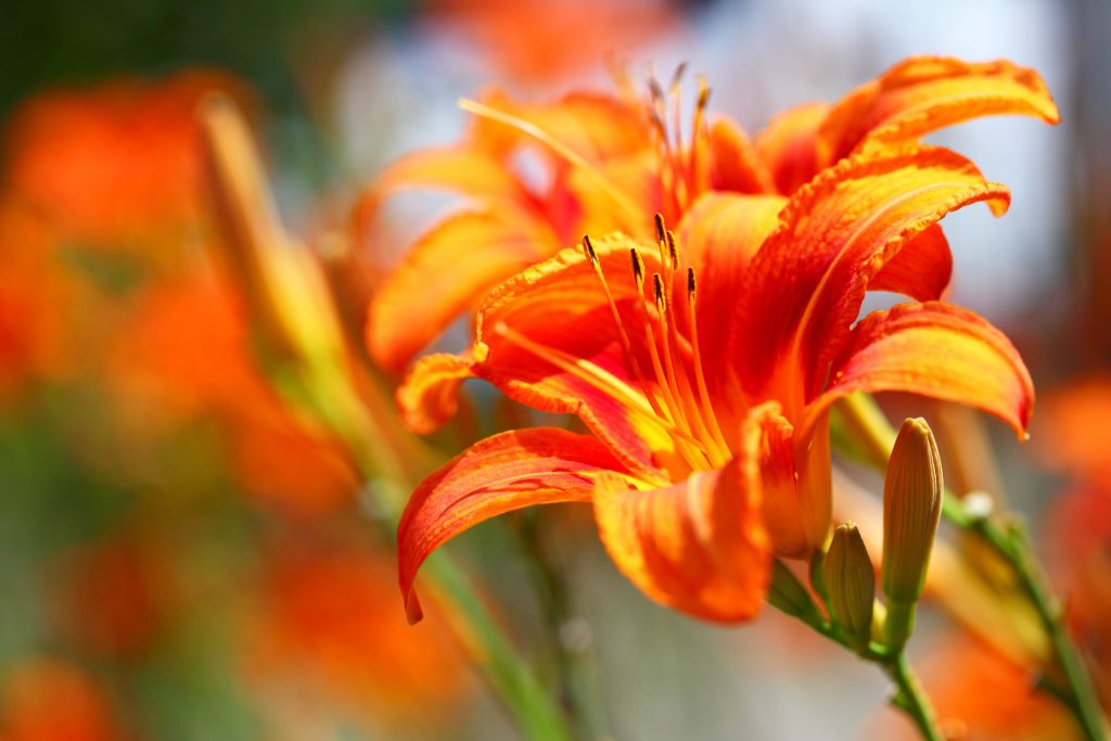 Orange lilly flower